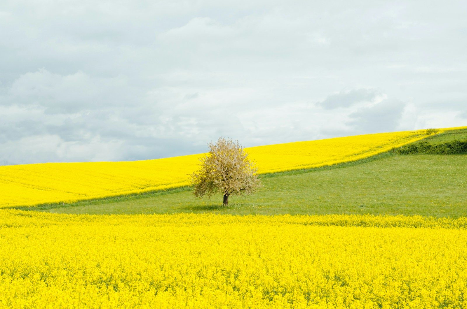 yellow flower field during daytime